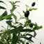 Approx. 83 Inches High Artificial Olive Tree
