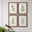 Traditional Botanical I - Ensemble de 4 peintures encadrées-1560402230-1560402224