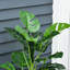 100cm Faux Ivy Plant in Cement Pot