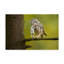 'Little Owl' Photographic Print on Wrapped Canvas-30317727
