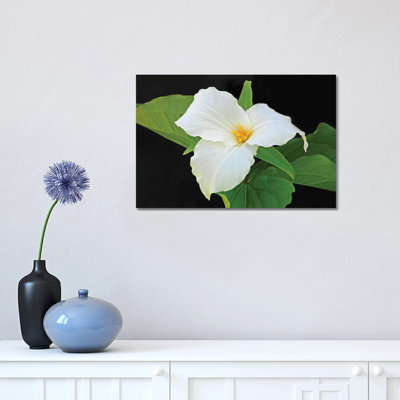 " Trillium " by Brian Wolf