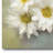 " Daisies From The Field "-52963022