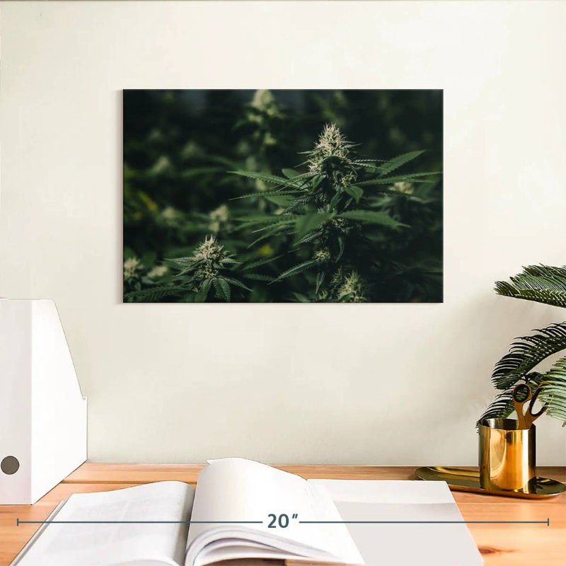 Fresh Marijuana, 8" H x 12" W