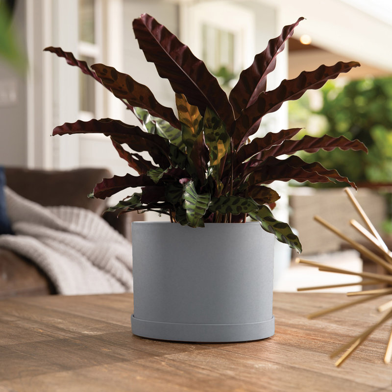 Modern Plastic Indoor/Outdoor Round Planter with Saucer, 5.125" H x 7" W x 7" D, Cement