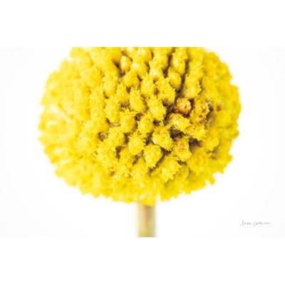 Craspedia IV sur toile