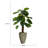 Panama Foliage Plant in Planter