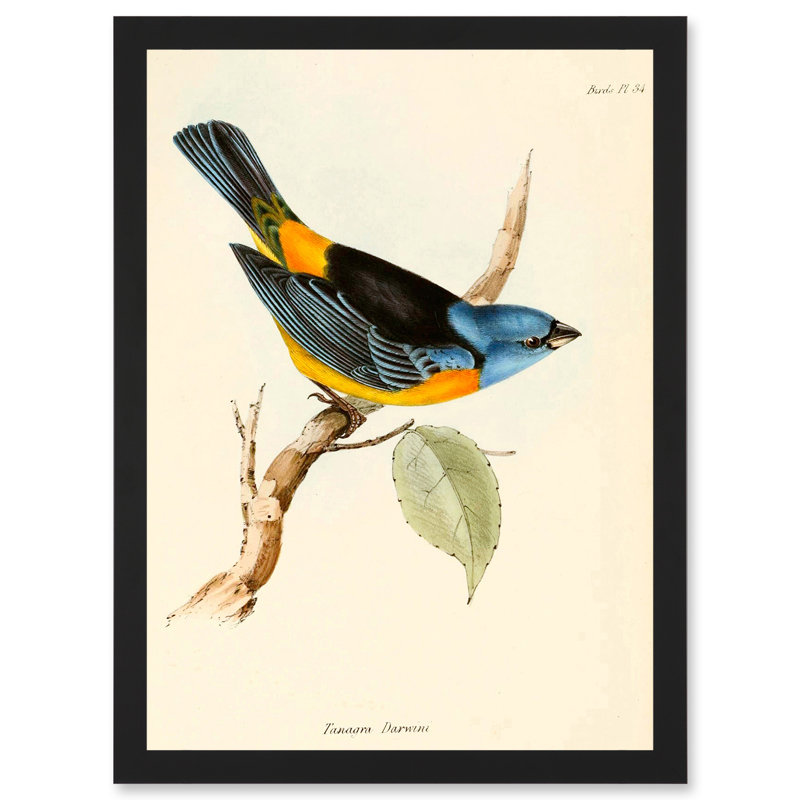 Scientific Bird Illustration Finch Tanagra Charles Darwin - Single Picture Frame Print