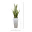 Snake Plant In Fiberstone Pot