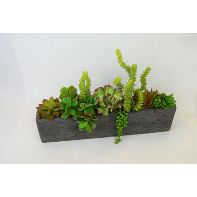 Plant in Stone Planter