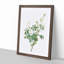 White Downy Rose by Pierre-Joseph Redoute - Picture Frame Art Prints-55612969-55612971