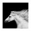 «Black and White Horses V», reproduction de photo sur toile tendue-168764360