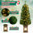 Lighted Christmas Tree