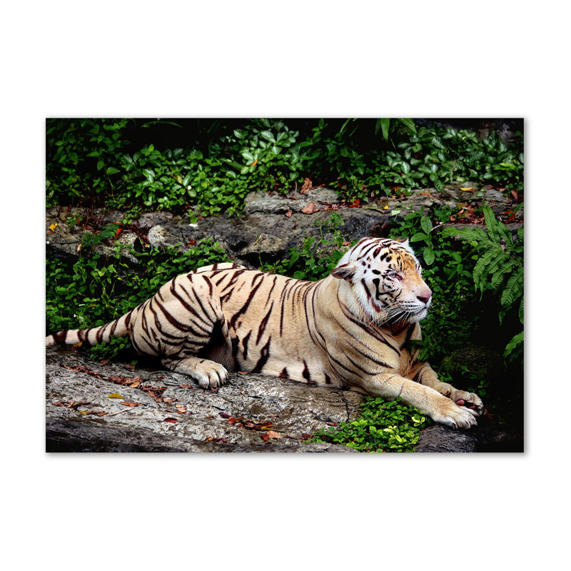 Tiger On The Rock - No Frame Print on Canvas