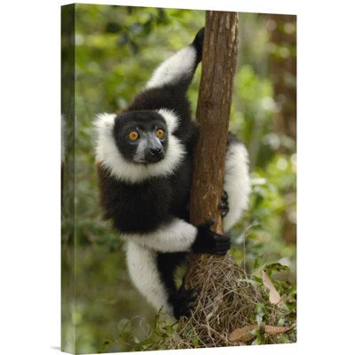 " Black And White Ruffed Lemur "