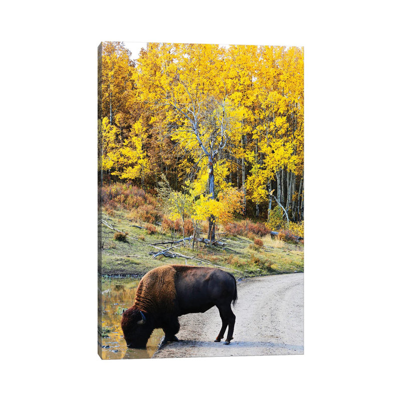 Thirsty Bison by Susan Vizvary - Wrapped Canvas Print, 20.32 cm H x 30.48 cm W