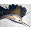 Abstract Swordfish Print On Canvas