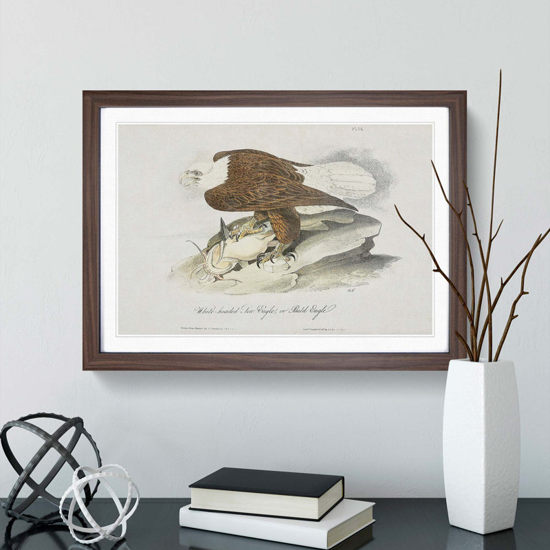 Bald Eagle by John James Audubon - Picture Frame Painting, 40cm H x 60cm W x 2cm D, Walnut