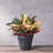 Carreras Planter-511374854-511374859