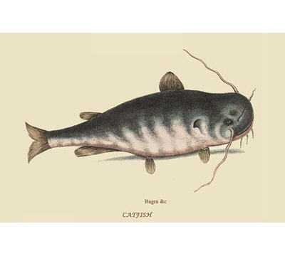 " Catfish " by Catesby Catesby