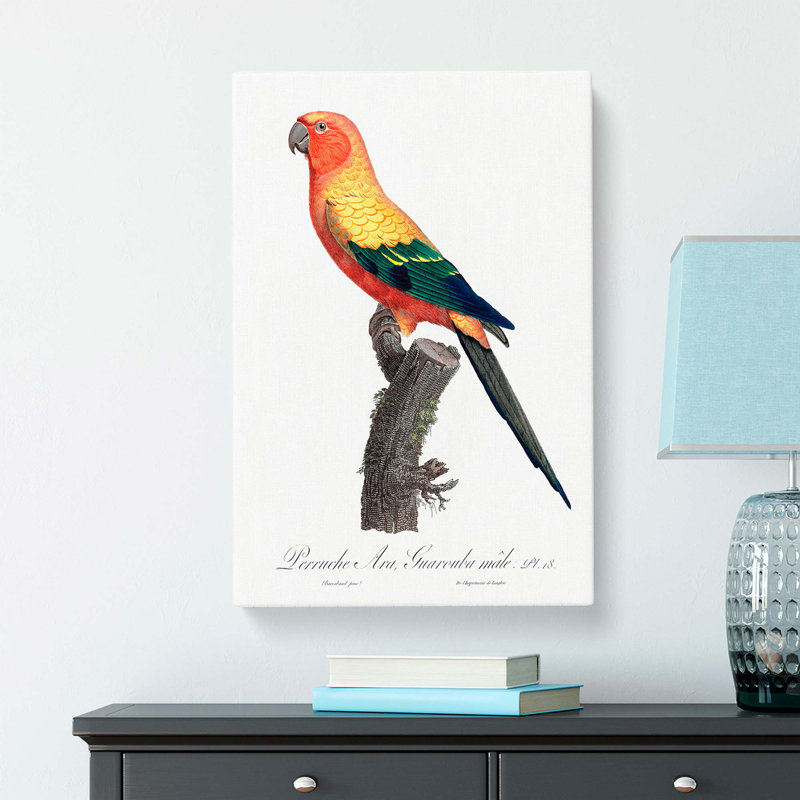 Sun Parakeet by F. Levaillant - Wrapped Canvas, 76cm H x 50cm W x 3cm D