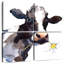 Brampt Daisy Cow-109154454