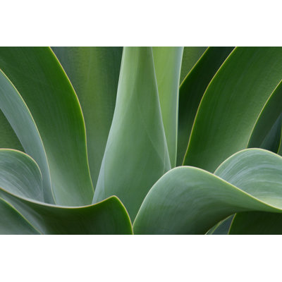Abstracted Agave Attenuata by Johnboy-nz - Wrapped Canvas Print