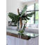 Monstera Leaves and Driftwood in Moon Vase