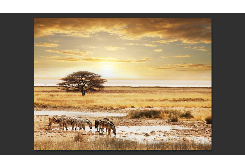 African Zebras at the Watering Hole 2.3m L x 300cm W Wallpaper