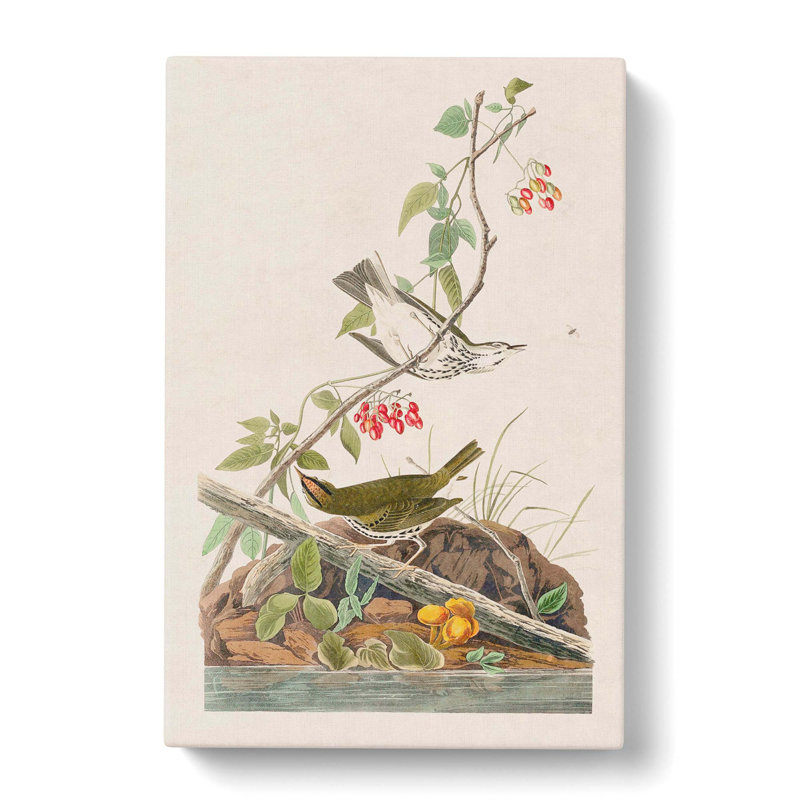 Golden-Crowned Thrush - Wrapped Canvas Painting, 60cm H x 40cm W x 3cm D