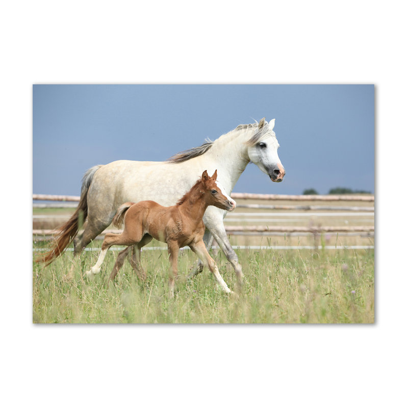 Mare With Foal - Wrapped Canvas Print