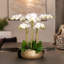 Orchid Floral Arrangement in Planter-249749293-249749295-249749281