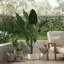 147cm Plant