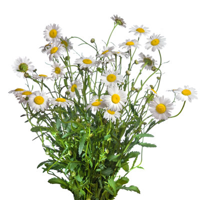 Camomille Bouquet - Photographie sur toile tendue