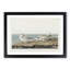 Piping Plover Birds by John Audubon - Picture Frame Painting Print-55616511-55616513