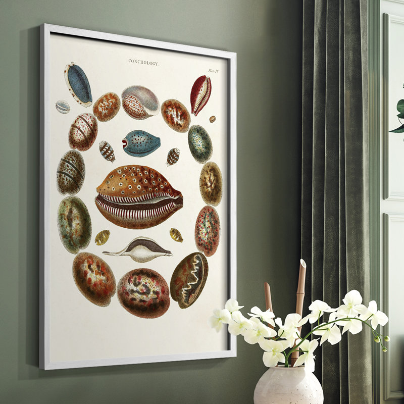 Spiral Shell Formation II Framed Print - Solid Wood, 10" H x 8" W, White