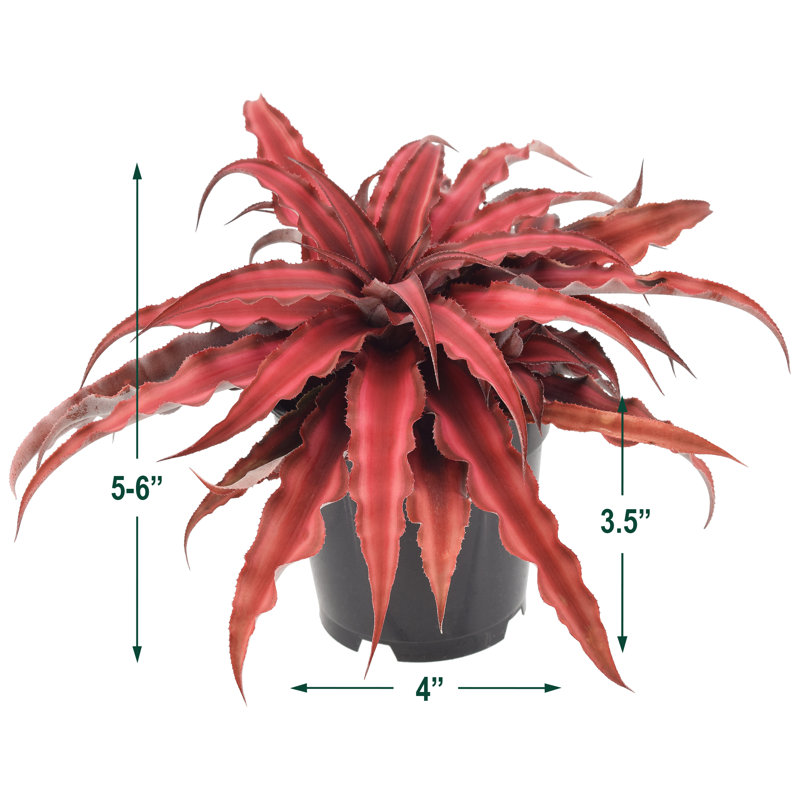 Cryptanthus Red Earth Star Large Indoor Plant in Black Plastic Pot