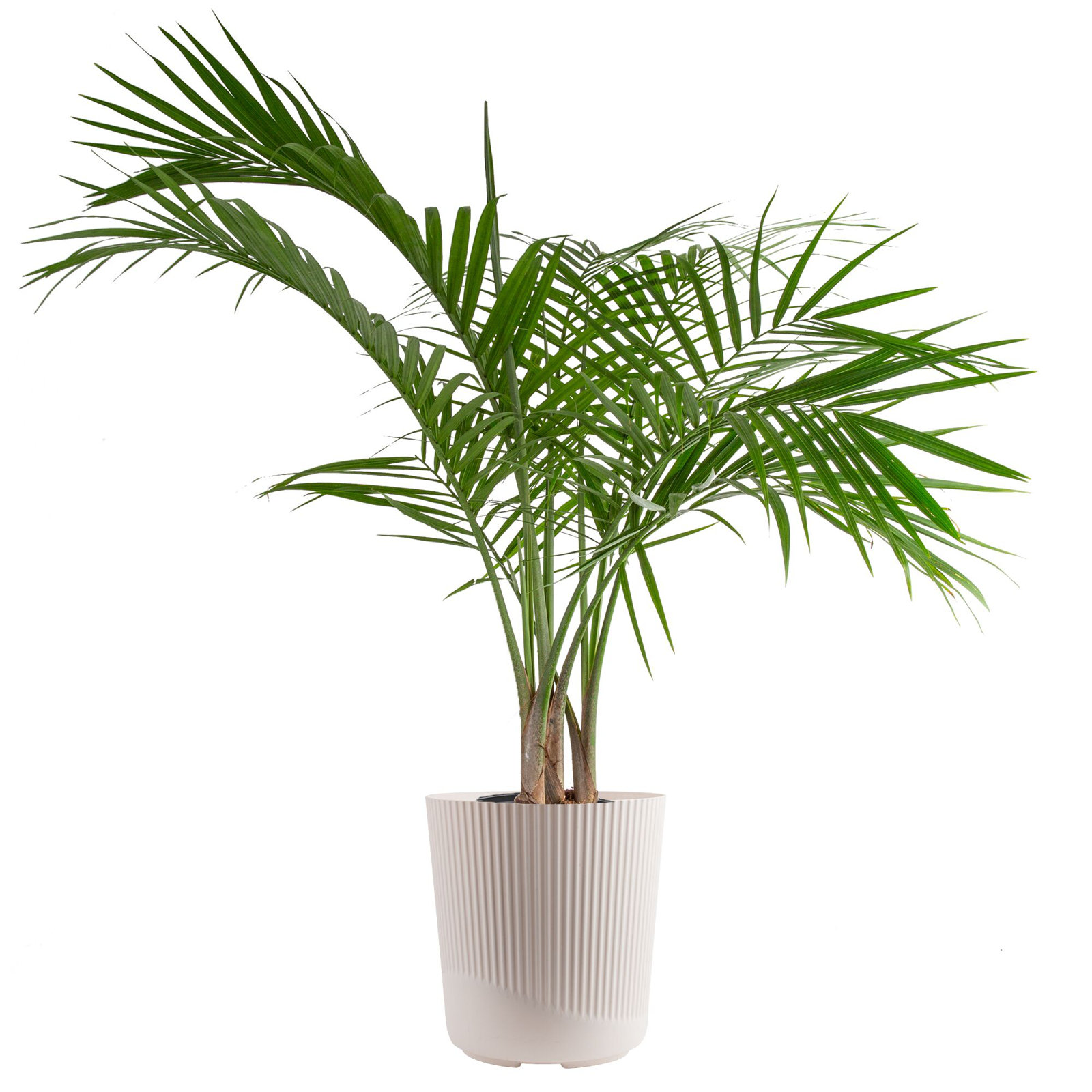 Costa Farms Indoor Easy Care Majesty Palm House Plant in 10-inch Décor Pot, White