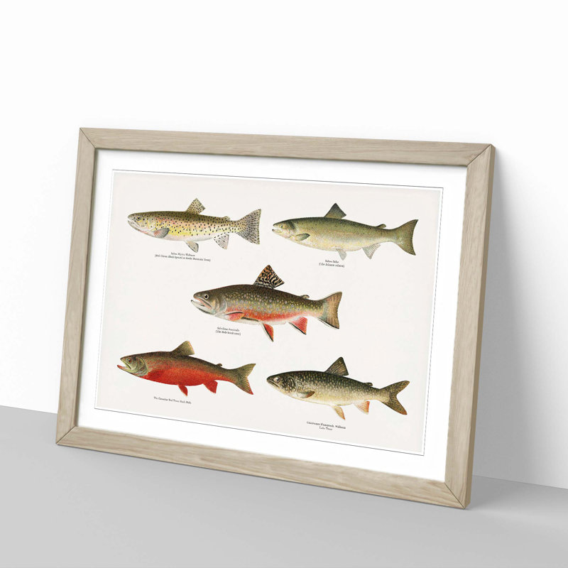 Selection of Fishes from North America Fish by Sherman F. Denton - Picture Frame Painting Print, 27cm H x 36cm W x 2cm D