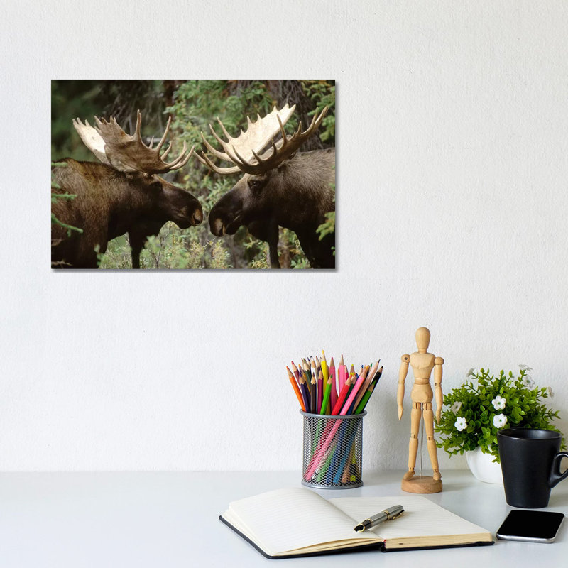 Alaska Moose Pair of Males Confronting Each other in the Fall, Alaska 1 Piece Wrapped Canvas Wall Art