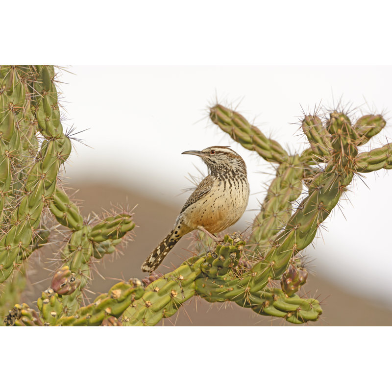 Cactus Wren On Cholla by Wildnerdpix - Wrapped Canvas Print, 30cm H x 46cm W