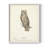 Scops Eared Owl Framed Print - Solid Wood-1740577324-1740577317