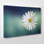 Beautiful White Daisy Photographic - Wrapped Canvas-19041410
