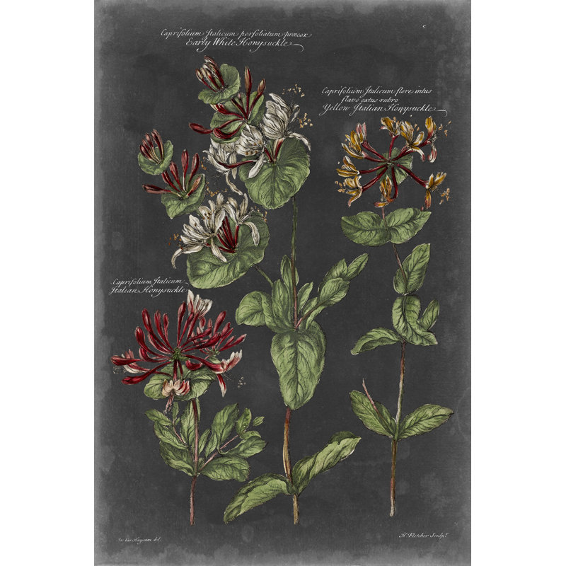 Tableau botanique rétro IV, H 48 po x l 32 po x P 1,25 po