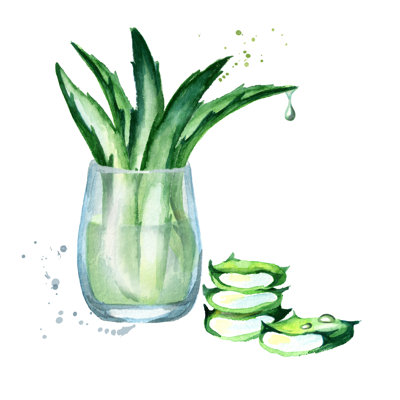 Extract Of Organic Aloevera Gel - Wrapped Canvas Print
