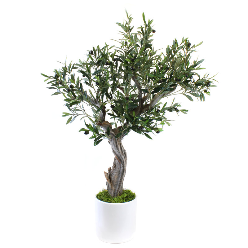 Olive Tree Tree in Ceramic Pot