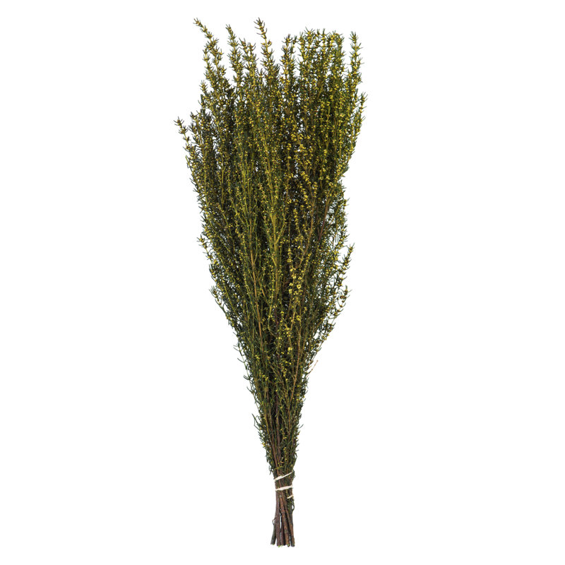 Preserved Grabia Arrangement, Yellow
