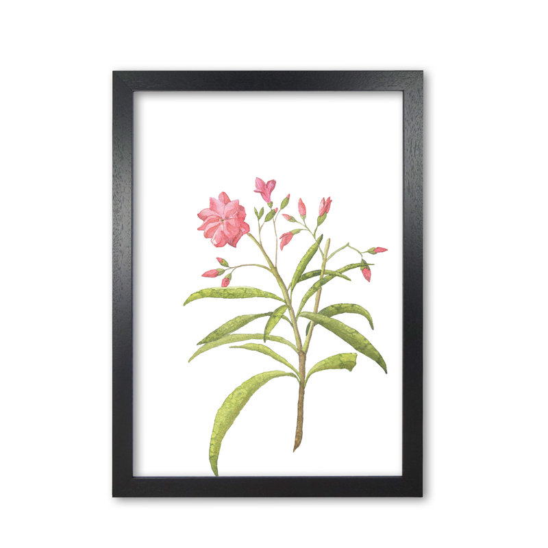 Pink Flower - Print, Black Grain Frame, 42 cm H x 30 cm W x 5 cm D
