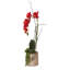 Real Touch Red Phalaenopsis Orchid, Succulent And Curly Willow Flower Arrangement In Round Cylinder Gold Etched Ceramic Pot