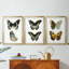 Papillons bleus antiques I - reproduction encadrée sur mesure de qualité supérieure mate - 3 pièces-701876154-701876157