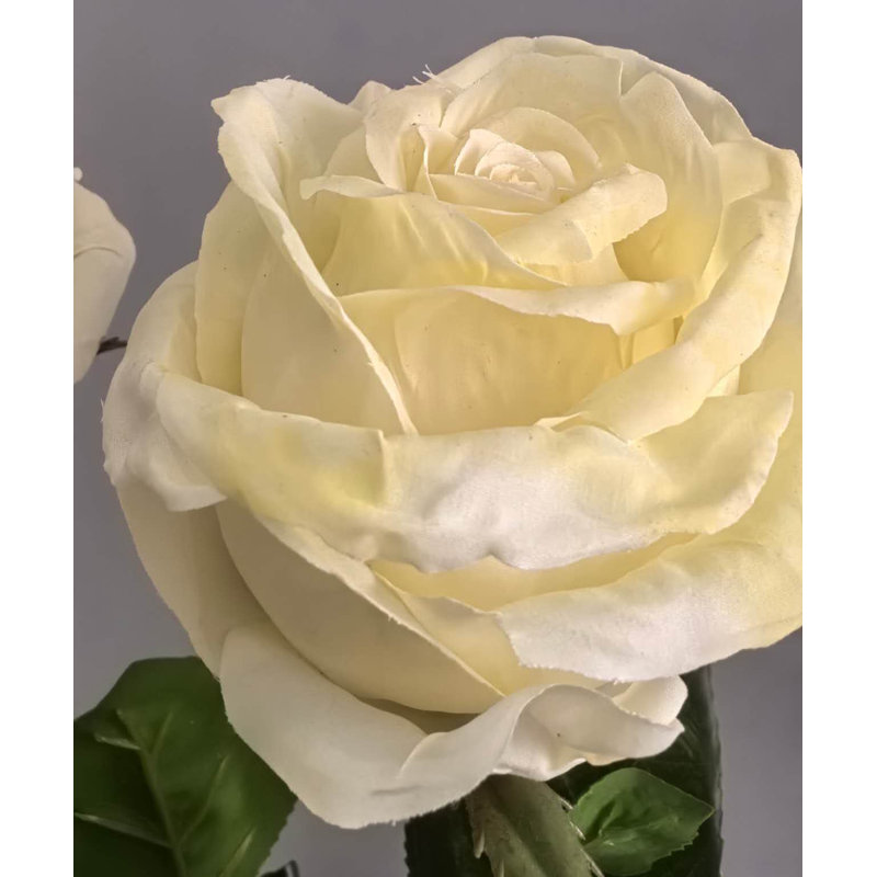 TIGE DE ROSE 27 po, Crème